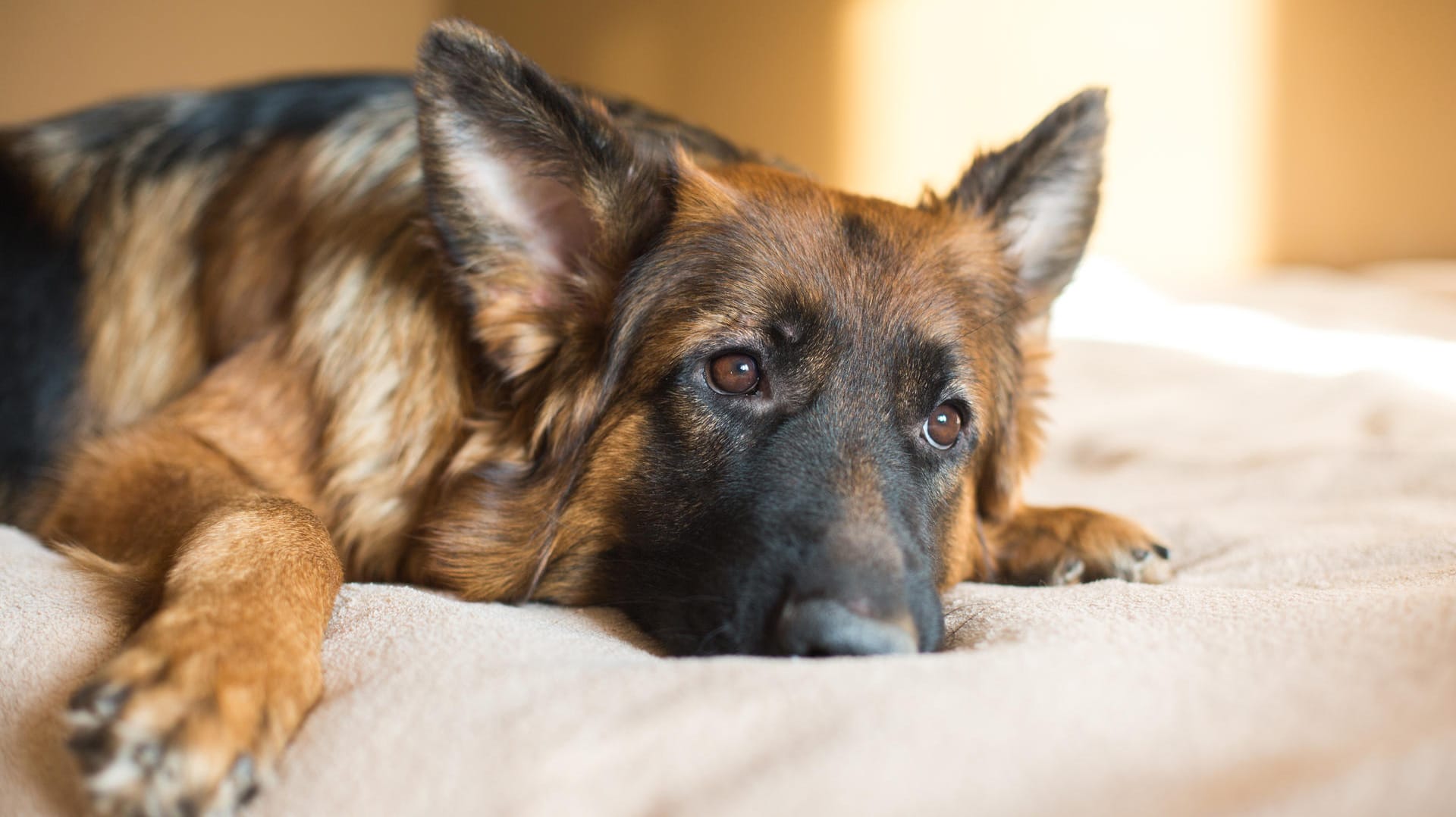 Neues Siegel: Wer künftig für sich und seinen Hund ein Ferienquartier sucht, kann sich an dem Siegel orientieren.