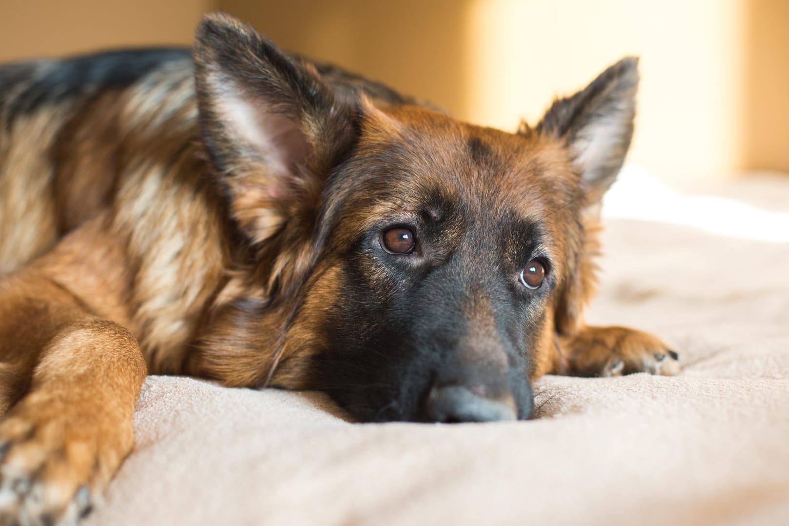 Neues Siegel: Wer künftig für sich und seinen Hund ein Ferienquartier sucht, kann sich an dem Siegel orientieren.