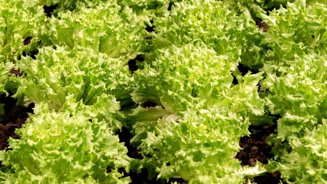 Mit leicht bitterer Note: Der Endiviensalat hat im Herbst Hochsaison. Mit leicht bitterer Note: Der Endiviensalat hat im Herbst Hochsaison.