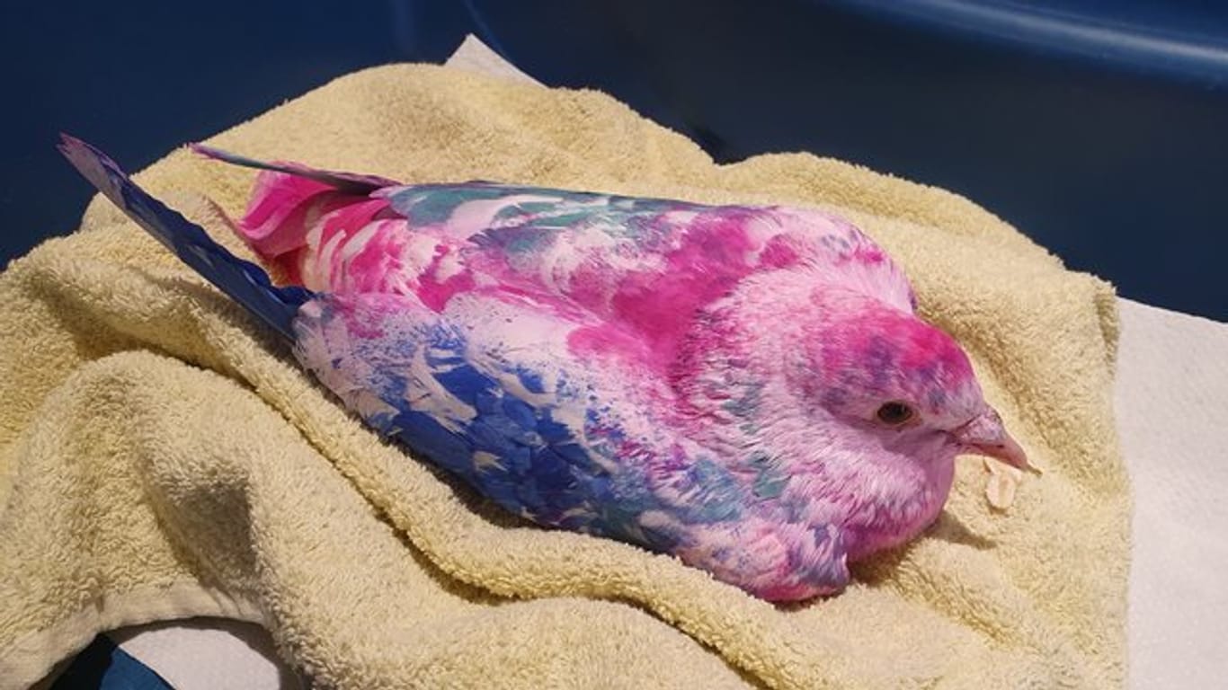 Eine bunt gefärbte Taube liegt auf einem Handtuch: Die Taube wurde verletzt aufgefunden.