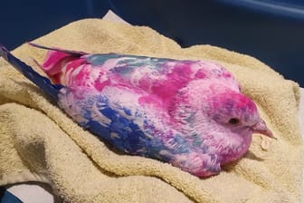 Eine bunt gefärbte Taube liegt auf einem Handtuch: Die Taube wurde verletzt aufgefunden.