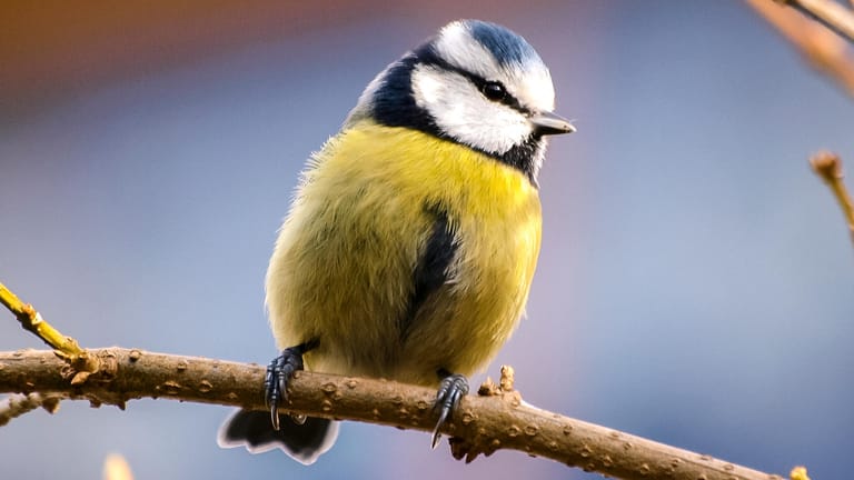 Blaumeise: Der Vogel steht mit 306 anderen Arten zur Wahl des Vogel des Jahres 2021.