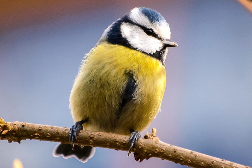 Blaumeise: Der Vogel steht mit 306 anderen Arten zur Wahl des Vogel des Jahres 2021.