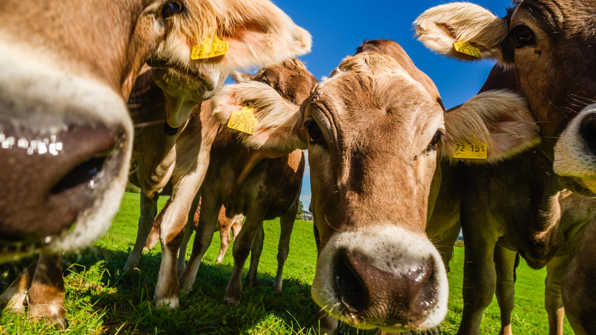 Kühe auf einer Weide: 15 Tiere sind bei Aachen ausgebüxt.