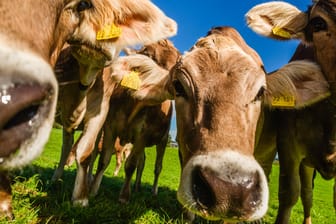 Kühe auf einer Weide: 15 Tiere sind bei Aachen ausgebüxt.