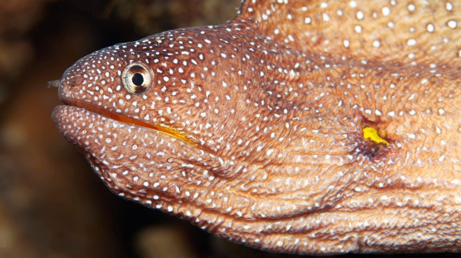 Eine Muräne nahm den Mund zu voll. Hier eine Gelbmaulmuräne Gymnothorax nudivomer. (Symbolfoto)