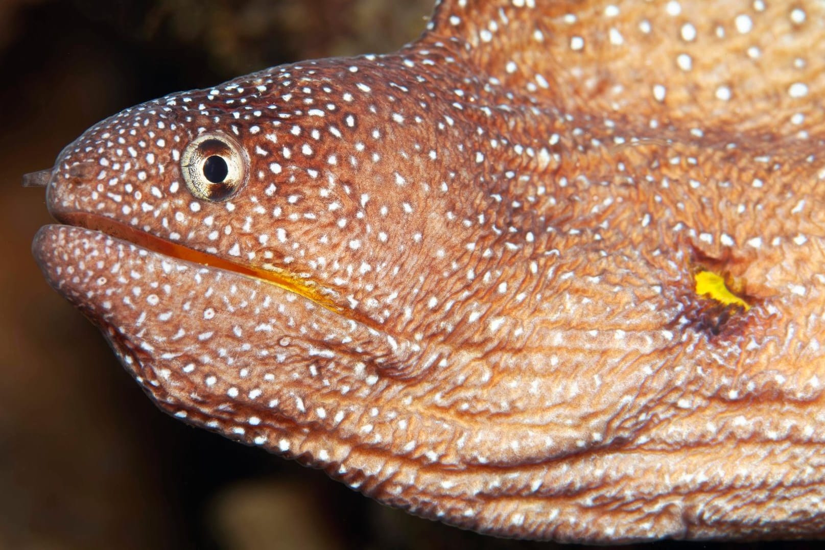 Eine Muräne nahm den Mund zu voll. Hier eine Gelbmaulmuräne Gymnothorax nudivomer. (Symbolfoto)