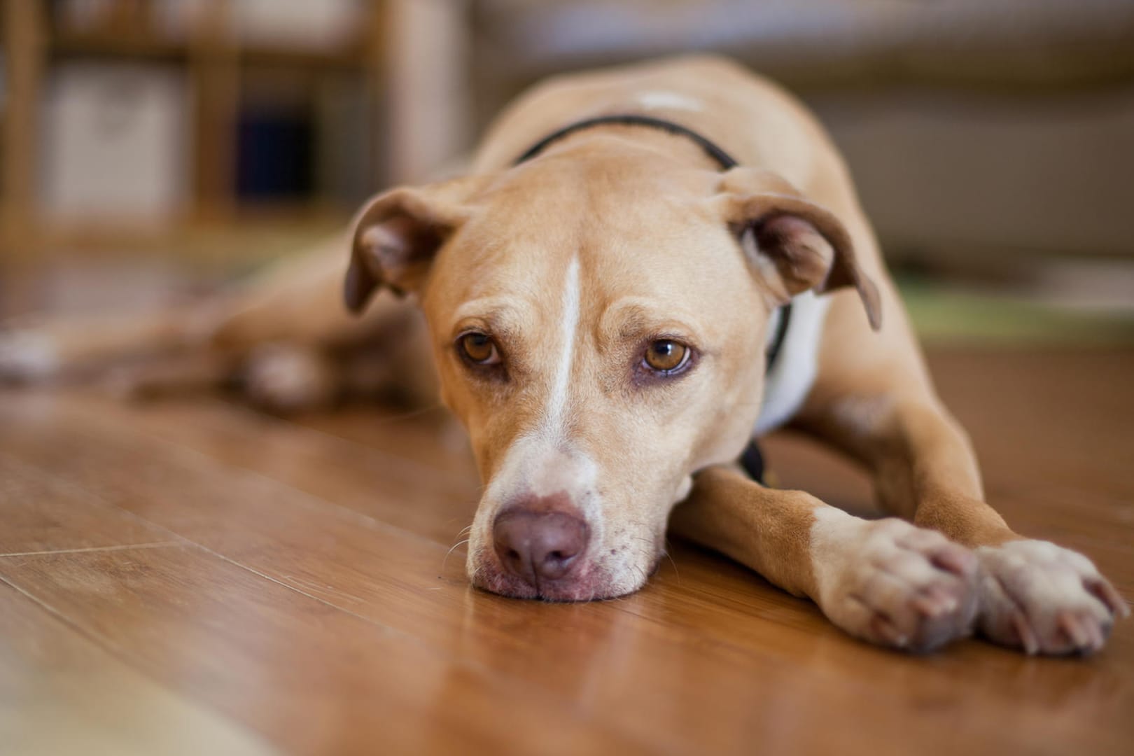 Hund: Je besser ein Halter seinen Hund beobachtet, desto besser kann er den Vierbeiner verstehen.