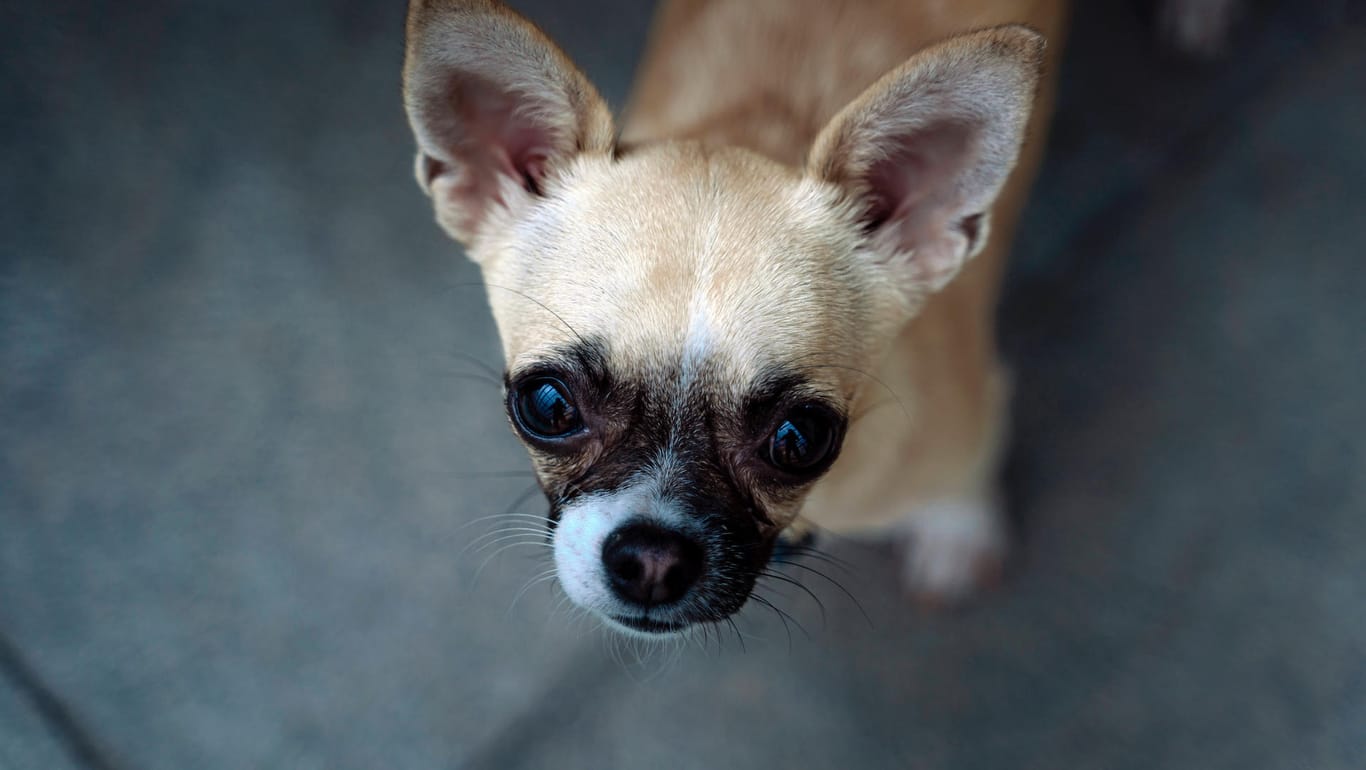 Ebay ändert Bestimmungen: Qualzuchthunde wie Chihuahuas dürfen nicht mehr verkauft werden.