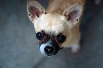 Ebay ändert Bestimmungen: Qualzuchthunde wie Chihuahuas dürfen nicht mehr verkauft werden.