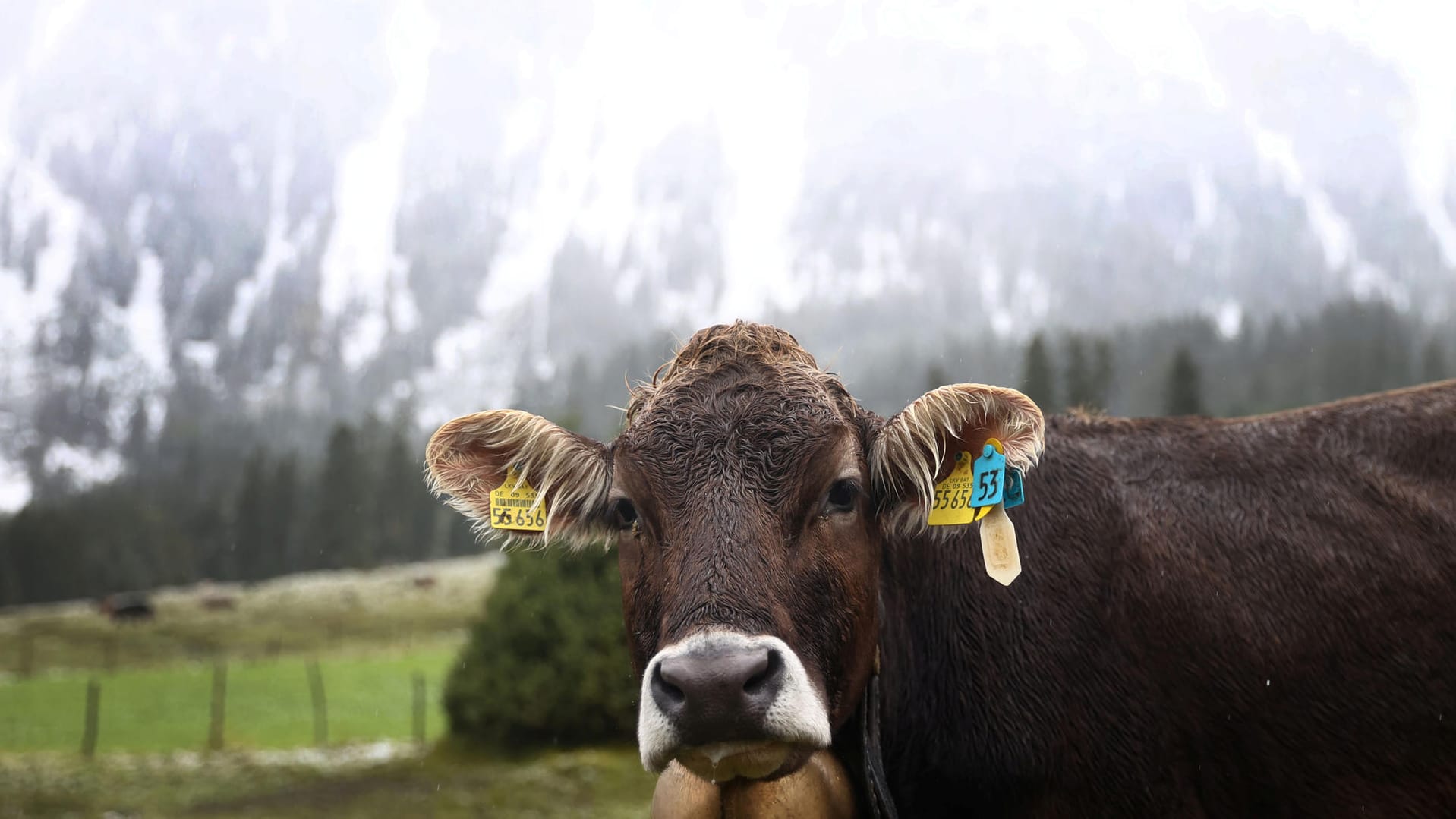 Dank kalter Polarluft: In den Alpen wird es am Wochenende winterlich. Dank kalter Polarluft: In den Alpen wird es am Wochenende winterlich.