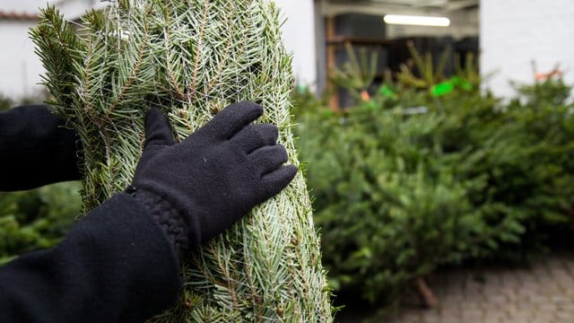 Der Verkauf von Weihnachtsbäumen steht natürlich auch in diesem Jahr wieder an.