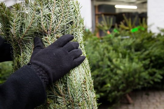 Der Verkauf von Weihnachtsbäumen steht natürlich auch in diesem Jahr wieder an.