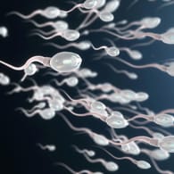 Spermien: Nach einer Covid-19-Erkrankung weisen einige Patienten eine schlechtere Spermienqualität auf.