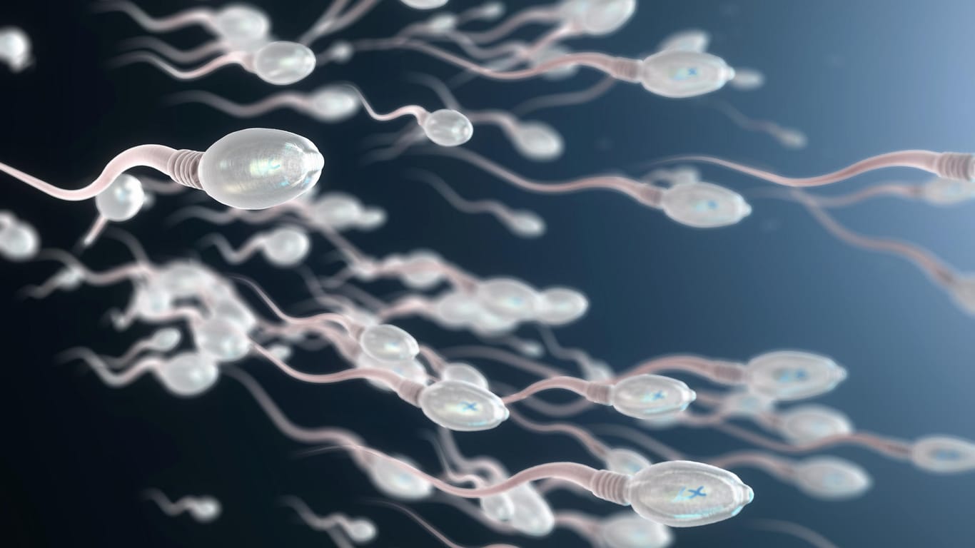 Spermien: Nach einer Covid-19-Erkrankung weisen einige Patienten eine schlechtere Spermienqualität auf.