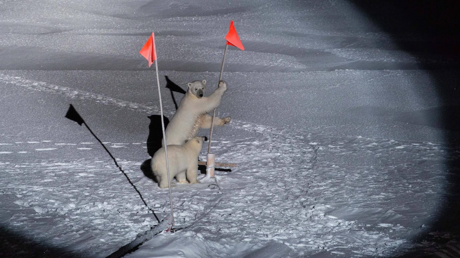 Esther Horvath gelangen bei der Expedition spektakuläre Aufnahmen: Für dieses Foto einer Eisbärenmutter und ihrem Jungen wurde sie mit einem Preis ausgezeichnet.