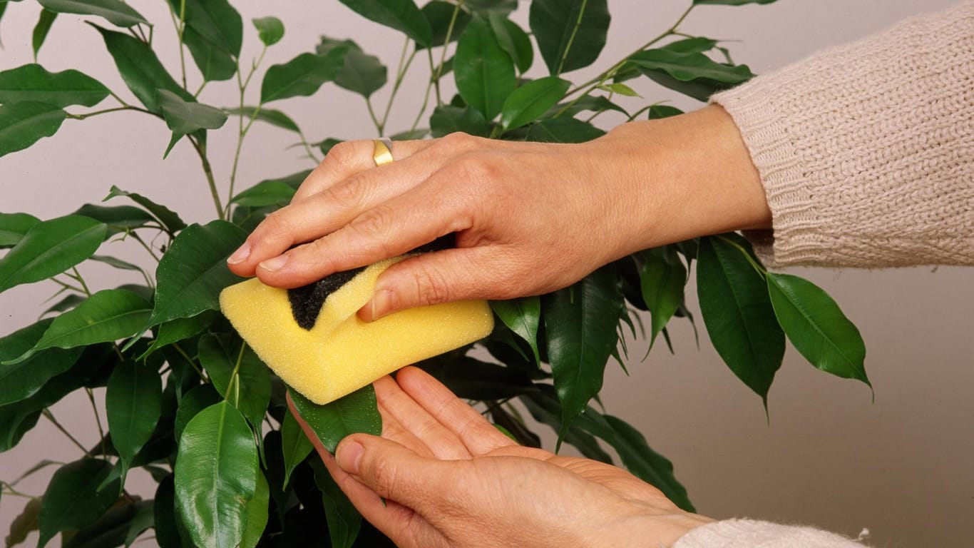 Birkenfeige (Ficus benjamina): Allergiker sollten beim Blätter reinigen besser Handschuhe tragen.