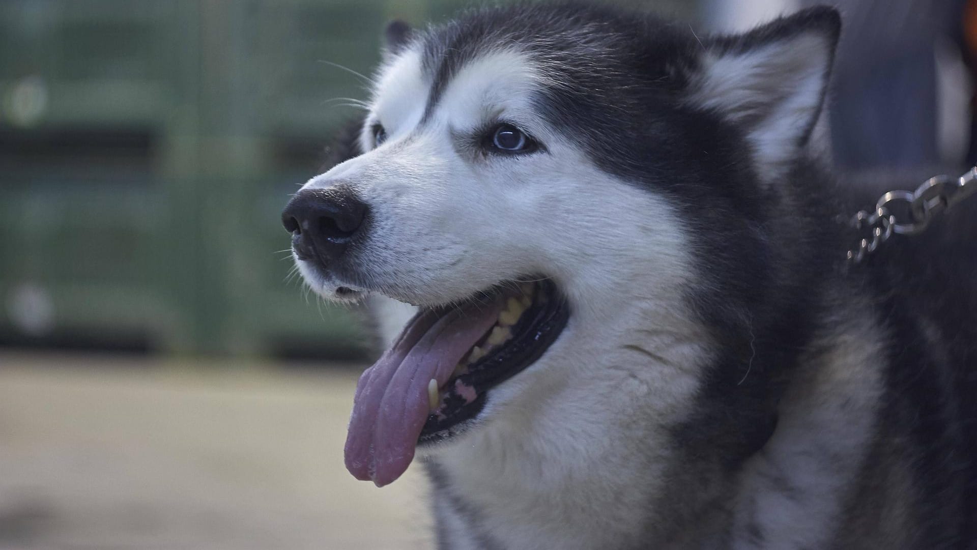 Eine Babysitterin wurde von einem Husky zerfleischt: Das Tier fügte der Frau zahlreiche Verletzungen zu.