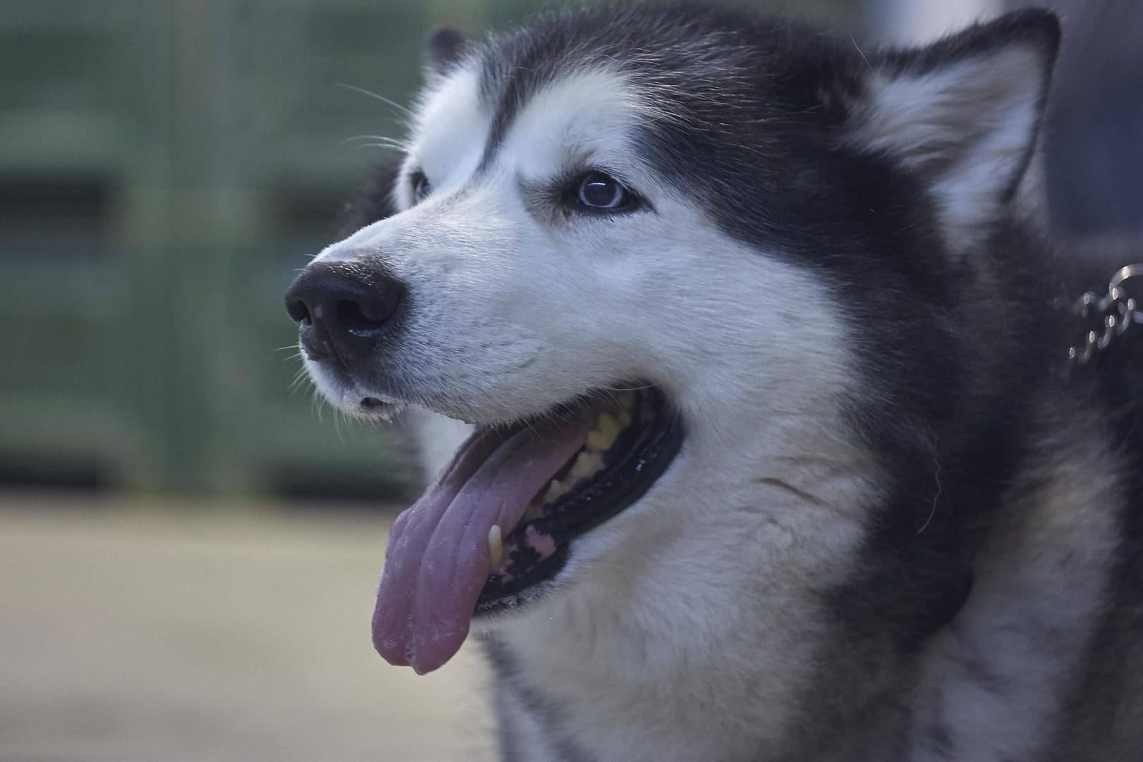 Eine Babysitterin wurde von einem Husky zerfleischt: Das Tier fügte der Frau zahlreiche Verletzungen zu.