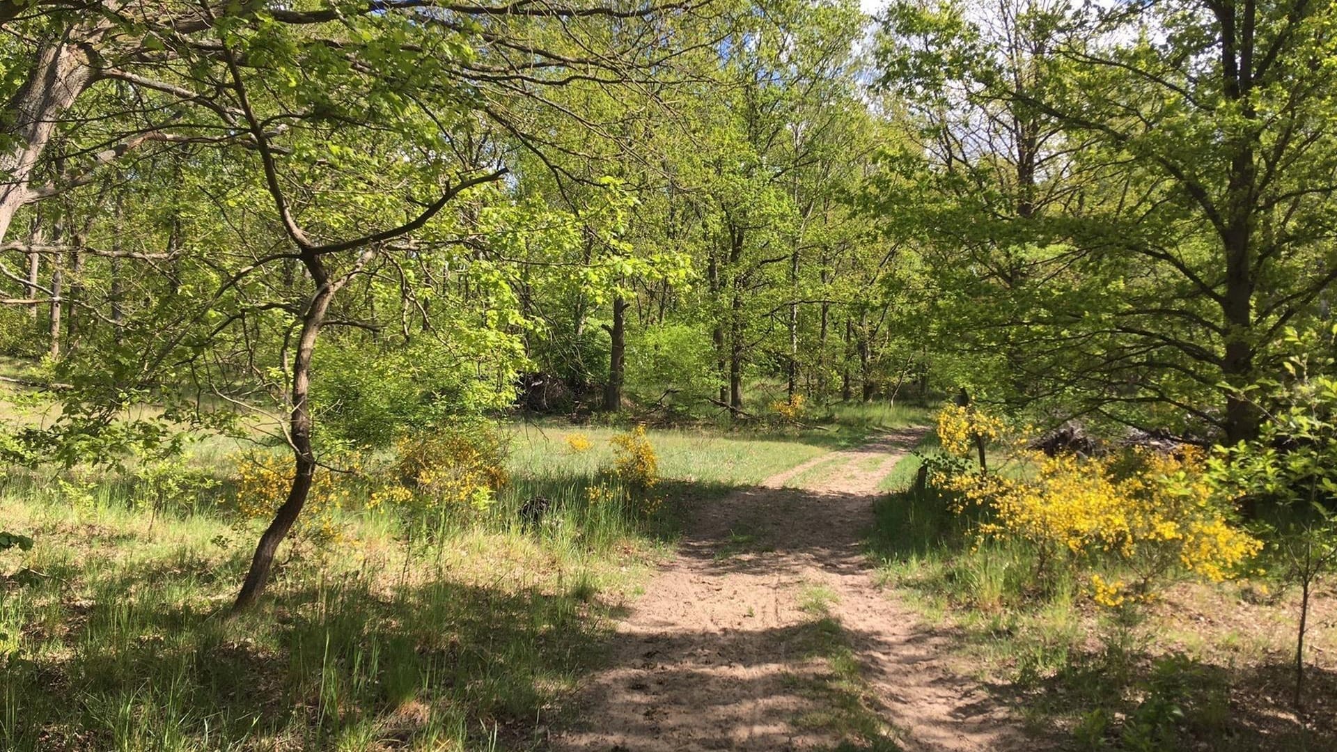 In der Döberitzer Heide zum Schafsgehege: Hier können Wanderer oft einige Tiere entdecken.