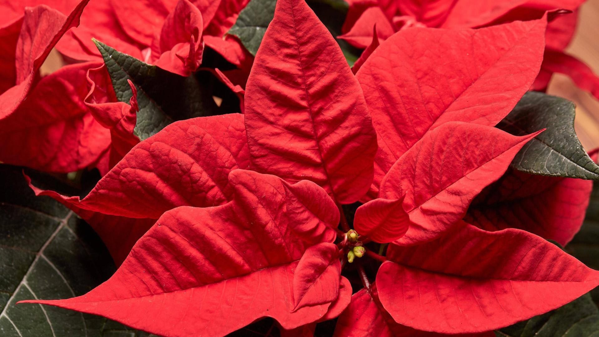 Weihnachtsstern (Euphorbia pulcherrima): Ihn gibt es in vielen Farben. In Rot ist er am beliebtesten.