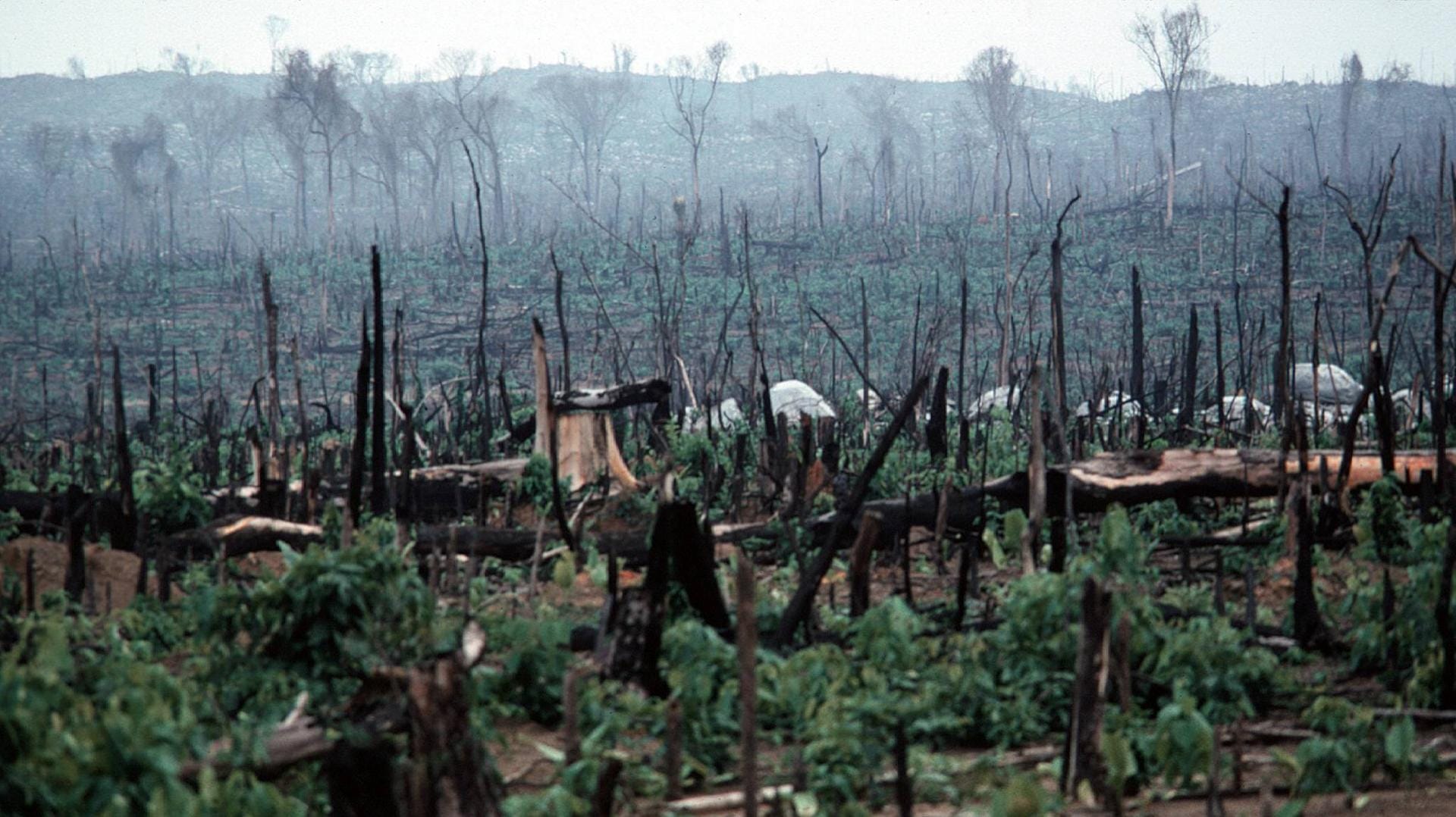 Gerodeter Regenwald in Brasilien: Ein Ausflug nach Brasilien soll die EU umstimmen (Symbolbild).