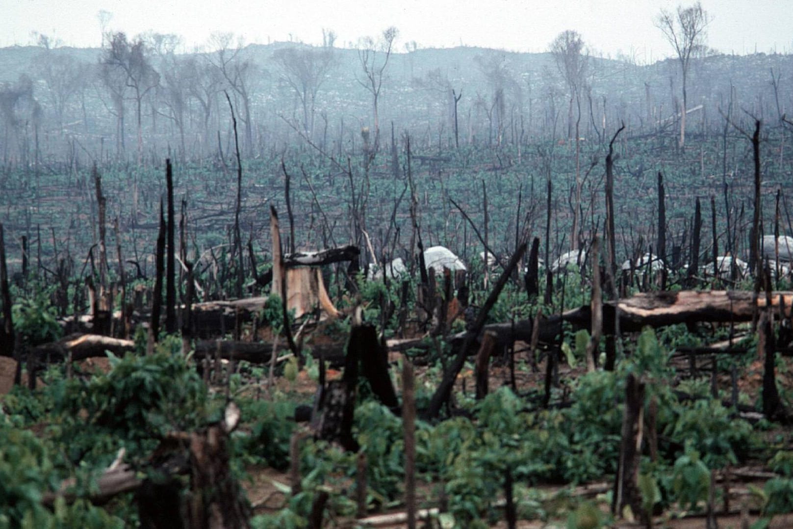 Gerodeter Regenwald in Brasilien: Ein Ausflug nach Brasilien soll die EU umstimmen (Symbolbild).