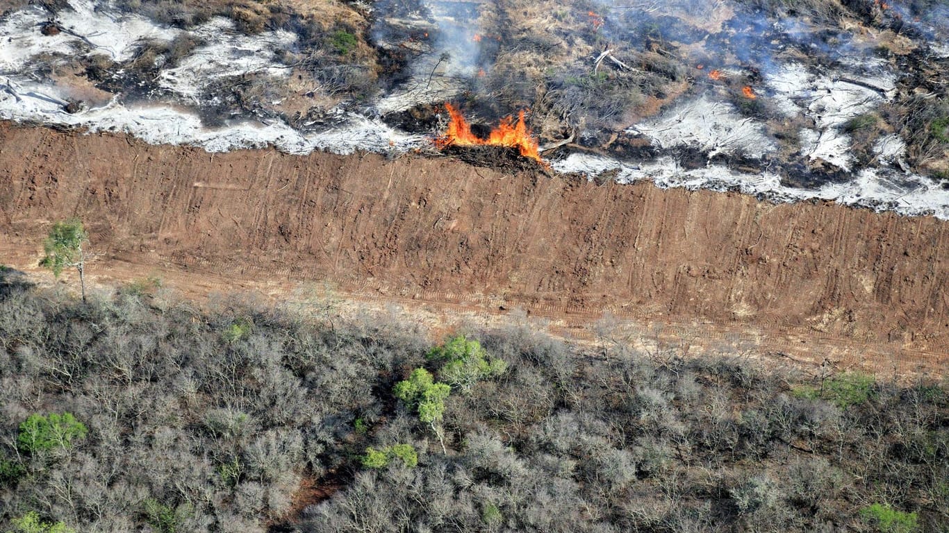Gezielte Brandrodungen des Regenwaldes: Umweltschützer fürchten einen Anstieg der Rodungen (Symbolbild).