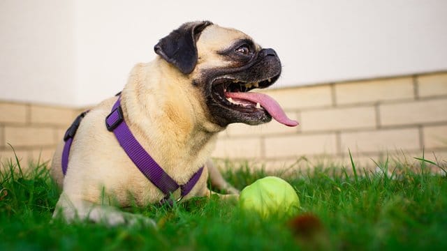 Hunde im Garten: Eine fristlose Kündigung muss schriftlich erfolgen.