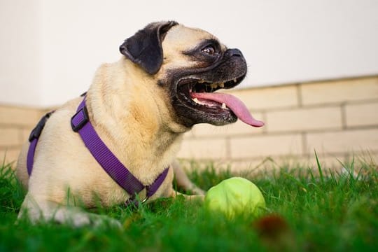 Hunde im Garten: Eine fristlose Kündigung muss schriftlich erfolgen.