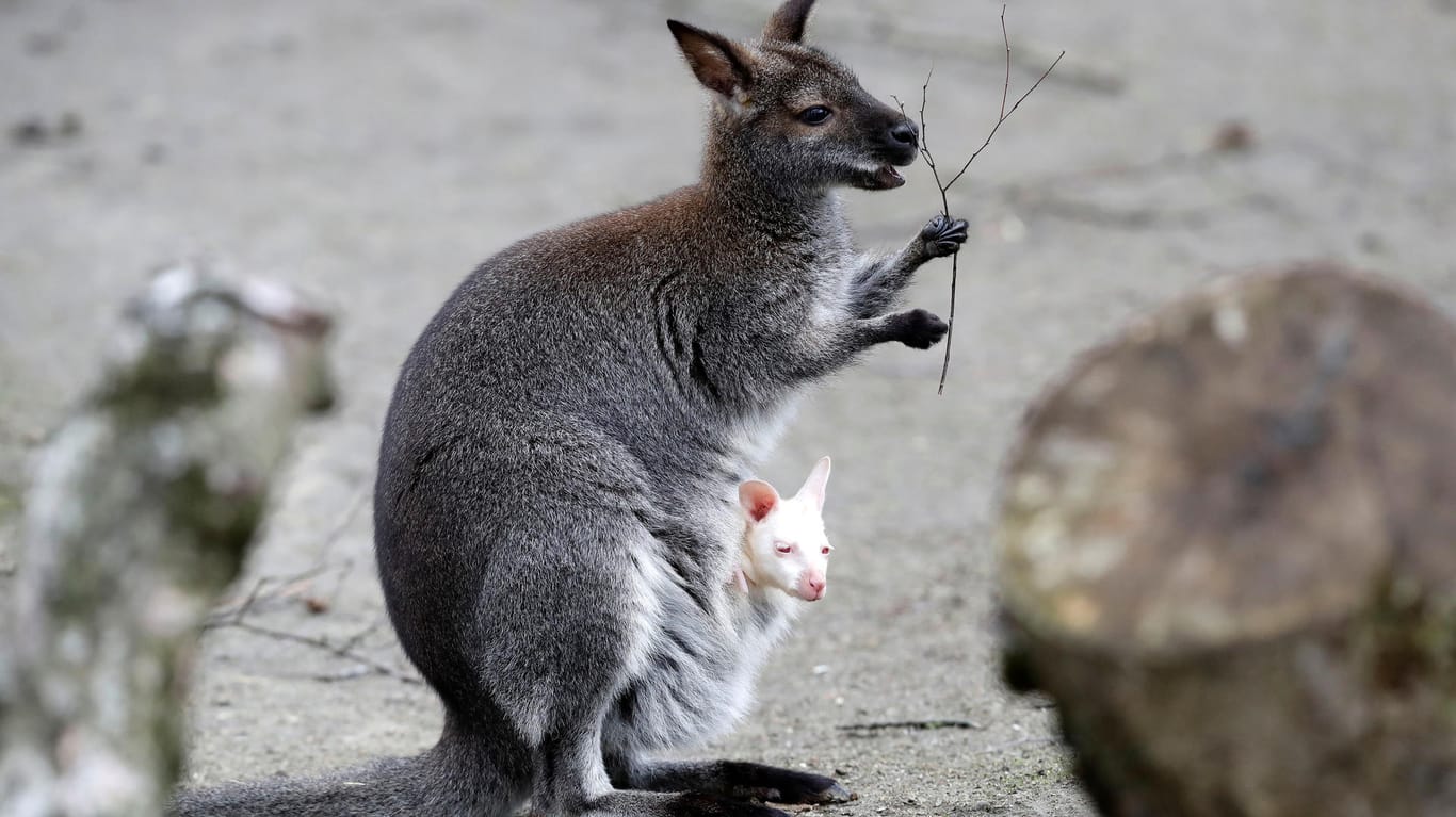 Ein Wallaby mit seinem Jungen: In Niedersachsen sind von einem Hof zwei junge Kängurus entflohen.