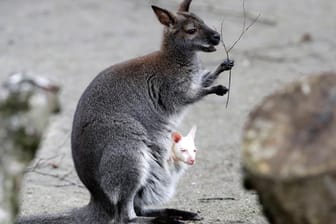 Ein Wallaby mit seinem Jungen: In Niedersachsen sind von einem Hof zwei junge Kängurus entflohen.