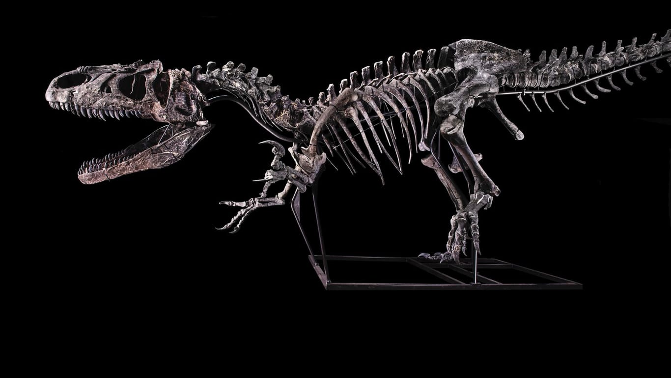 Das Dinosaurier-Skelett eines Allosaurus (undatierte Aufnahme): Ein solches Skelett ist in Paris für über drei Millionen Euro versteigert worden.