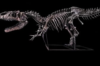 Das Dinosaurier-Skelett eines Allosaurus (undatierte Aufnahme): Ein solches Skelett ist in Paris für über drei Millionen Euro versteigert worden.