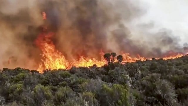 Flammen steigen aus einem Waldstück auf dem Kilimandscharo empor.