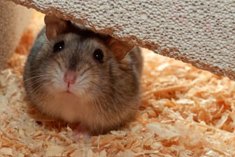 Nager: Bei Hamster, Maus und Wüstenrennmaus kann ein stabil befestigtes Laufrad in ausreichender Größe für die nötige Bewegung sorgen.