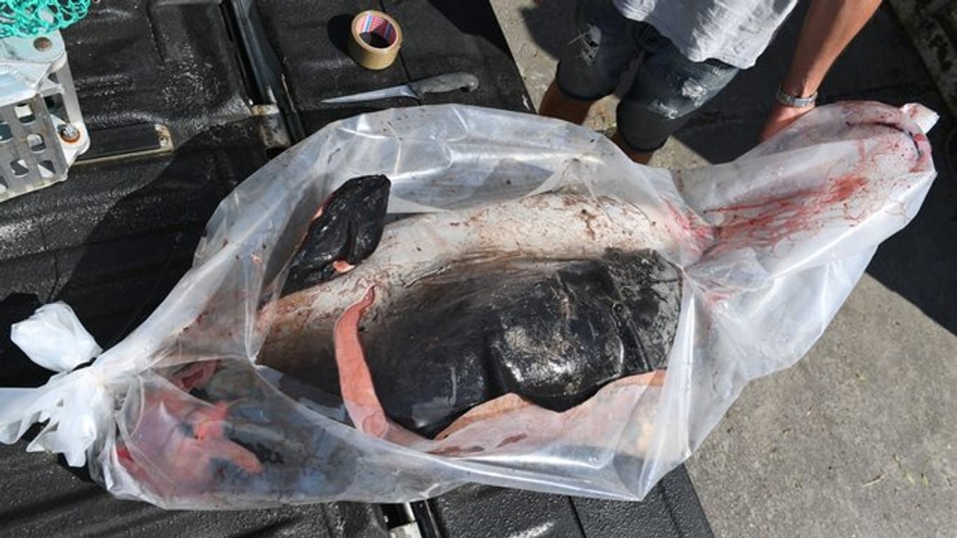Ein toter Schweinswal auf dem Gelände des Meeresmuseums Stralsund.