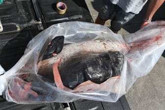 Ein toter Schweinswal auf dem Gelände des Meeresmuseums Stralsund.
