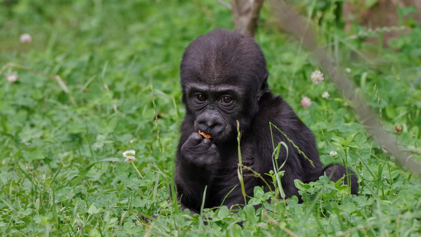 Gorillajunges Kato: Der kleine Affe aus dem Nürnberger Tiergarten hat ein Halb-Geschwisterchen.