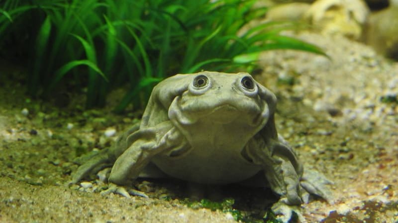 Ein Titicaca-Riesenfrosch: Die bedrohte Tierart hat große Augenfalten, an denen die Frösche erkennbar sind. Ein Titicaca-Riesenfrosch: Die bedrohte Tierart hat große Augenfalten, an denen die Frösche erkennbar sind.