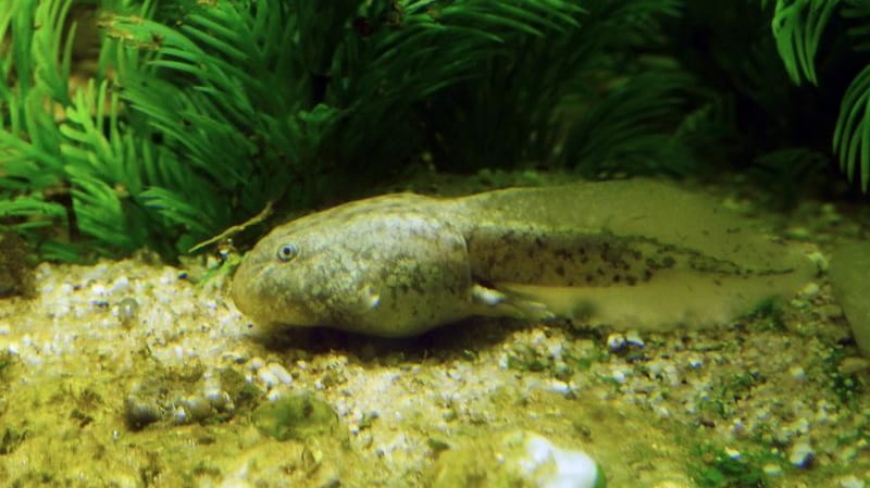 Eine Kaulquappe des Titicaca-Riesenfroschs: Dass die Frösche einmal groß werden, ist schon am Nachwuchs deutlich zu erkennen.