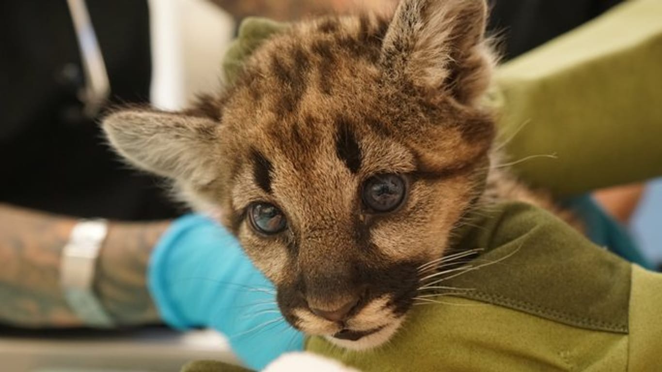 Ein verwaistes Berglöwen-Baby wird im Zoo von Oakland medizinisch versorgt.