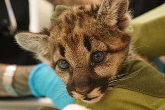 Ein verwaistes Berglöwen-Baby wird im Zoo von Oakland medizinisch versorgt.