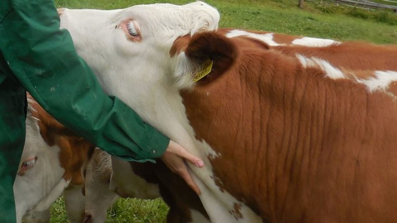 Zuneigung tut Kühen gut, zeigt eine Studie.