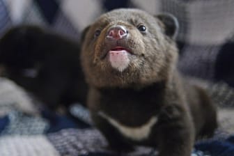 Ein Bärenbaby (Symbolbild): Ein Japaner hat einen kleinen Bären mit einem Hundewelpen verwechselt.