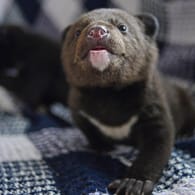 Ein Bärenbaby (Symbolbild): Ein Japaner hat einen kleinen Bären mit einem Hundewelpen verwechselt.