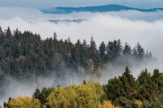 Umweltverschmutzung, intensive Land- und Forstwirtschaft, Ausbreitung der Wohngebiete: Die Natur in Europa ist bedroht.