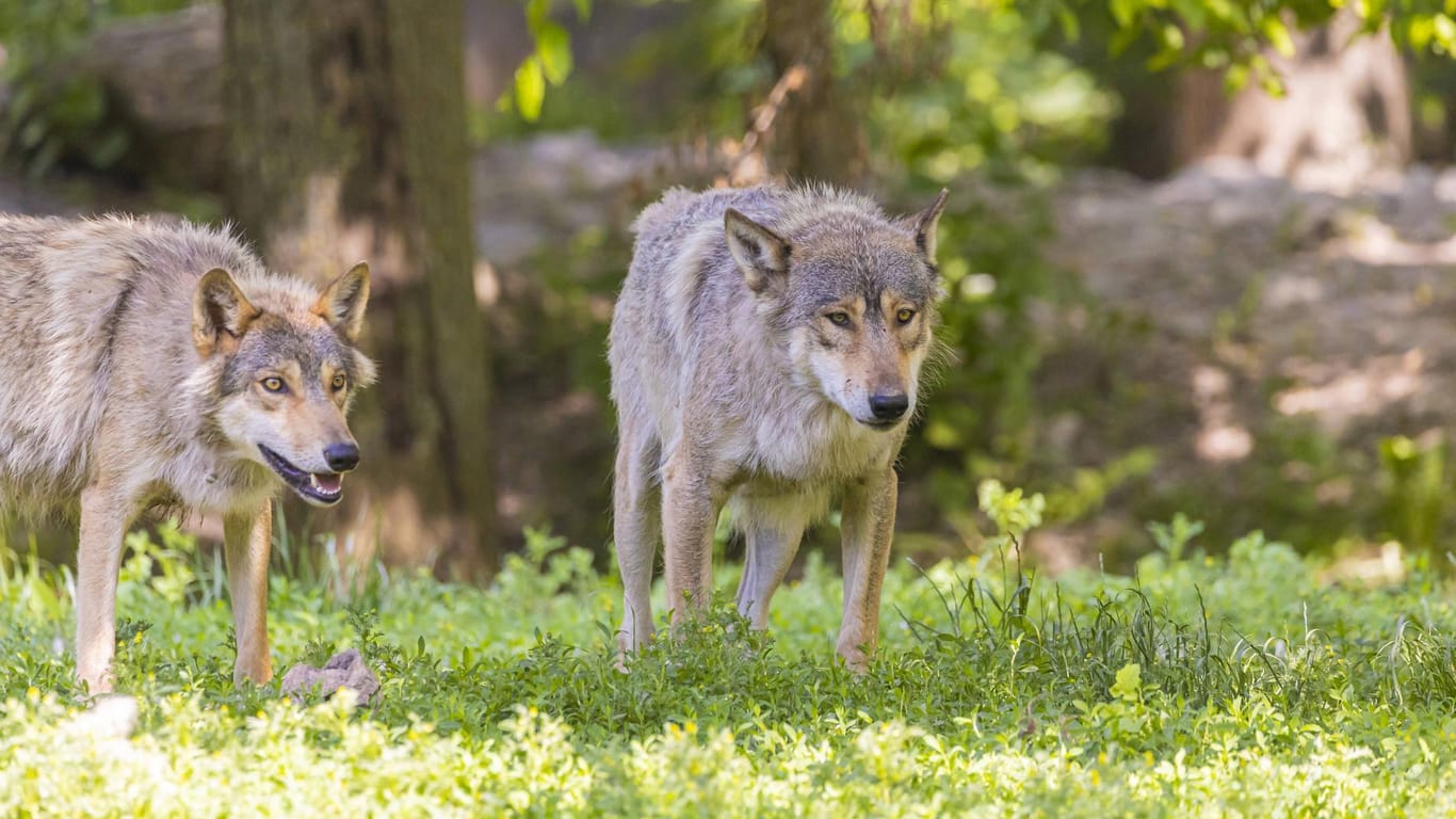 Wölfe in Baden-Württemberg: Im ganzen Land gibt es Jahr für Jahr immer mehr Rudel.