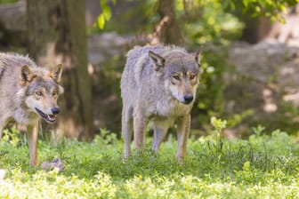 Wölfe in Baden-Württemberg: Im ganzen Land gibt es Jahr für Jahr immer mehr Rudel.