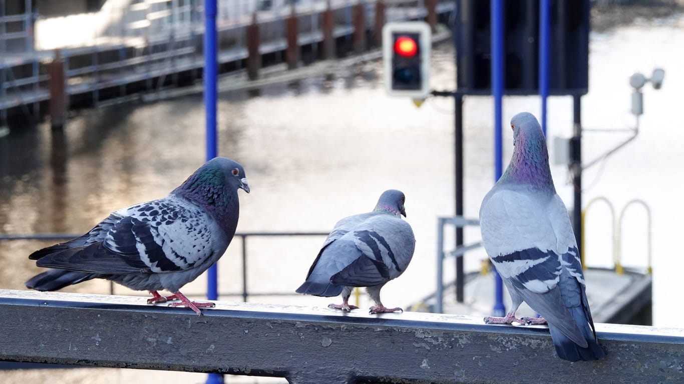 Tauben in der Hamburger Innenstadt: Die Vögel leiden unter den Corona-Einschränkungen.